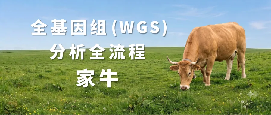 家牛全基因组WGS分析流程封面