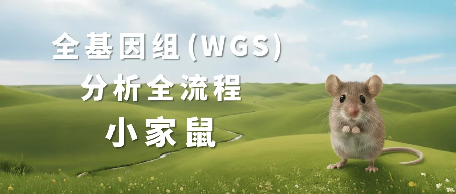 小鼠全基因WGS分析流程封面